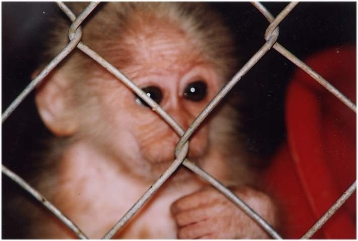 Một con khỉ bị “cầm tù” ở Con Cuông, Nghệ An